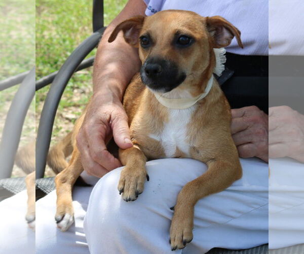 Medium Photo #2 Dachshund-Unknown Mix Puppy For Sale in Bandera, TX, USA