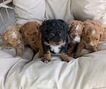 Small Photo #45 Cavapoo Puppy For Sale in GOSHEN, IN, USA