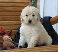 Small Photo #3 Goldendoodle Puppy For Sale in ARCHBOLD, OH, USA