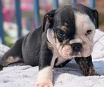 Small #5 English Bulldog