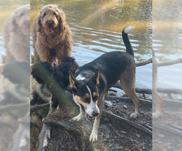 Medium Photo #4 Australian Kelpie-Siberian Husky Mix Puppy For Sale in Chandler, AZ, USA