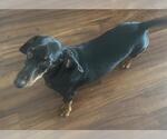 Small #1 Dachshund
