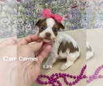 Image preview for Ad Listing. Nickname: Tiny Carmel