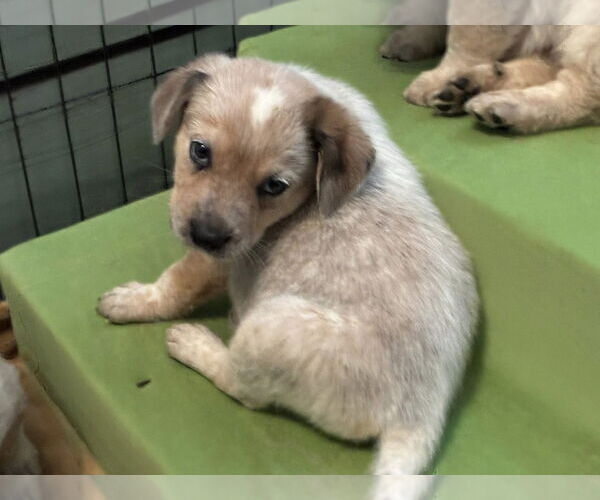Medium Photo #2 Great Pyrenees-Unknown Mix Puppy For Sale in Minneapolis, MN, USA