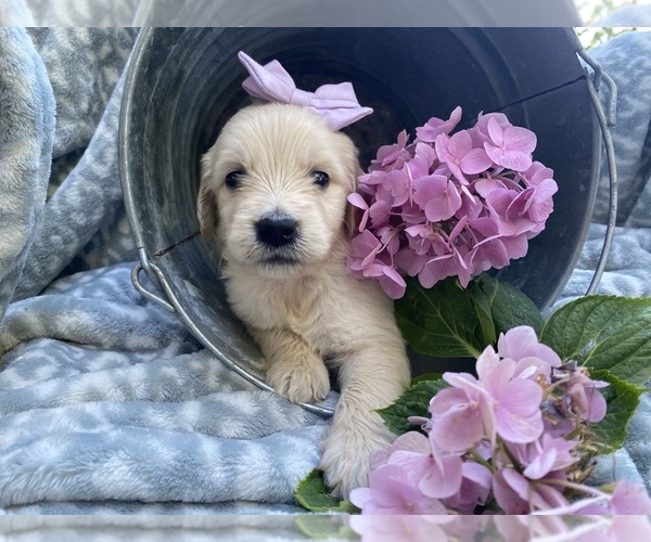 Medium Photo #6 Goldendoodle Puppy For Sale in AMERICAN CANYON, CA, USA