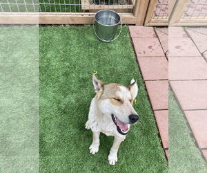 Australian Shepherd-Unknown Mix Dogs for adoption in Leavenworth, KS, USA
