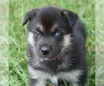 Small Photo #4 German Shepherd Dog-Siberian Husky Mix Puppy For Sale in OTTAWA, KS, USA
