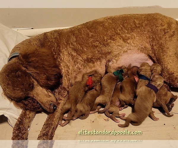 Medium Photo #1 Poodle (Standard) Puppy For Sale in WILSON, CT, USA