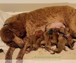 Image preview for Ad Listing. Nickname: Litter
