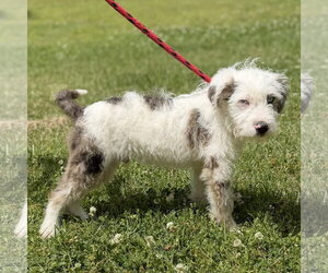 Mutt Dogs for adoption in Yardley, PA, USA