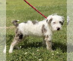 Small Mutt