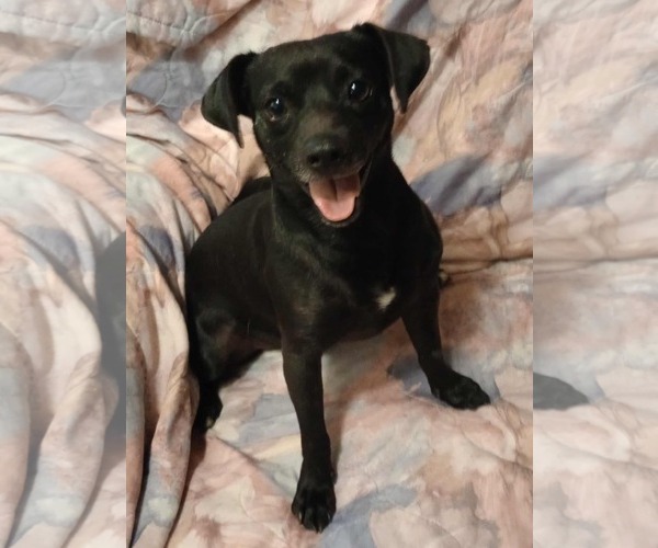 Medium Photo #2 Malchi Puppy For Sale in Visalia, CA, USA