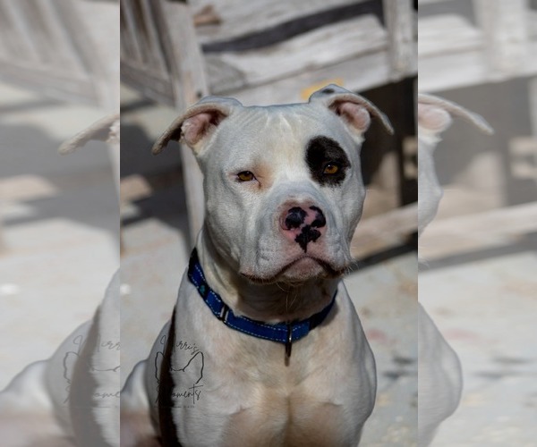 Medium Photo #12 Mutt Puppy For Sale in Rustburg, VA, USA