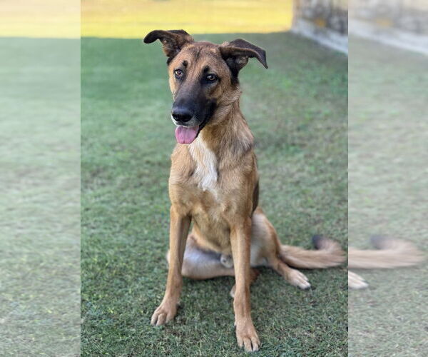 Medium Photo #5 Mutt Puppy For Sale in PIPE CREEK, TX, USA