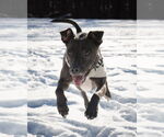 Small #25 American Pit Bull Terrier-Labrador Retriever Mix