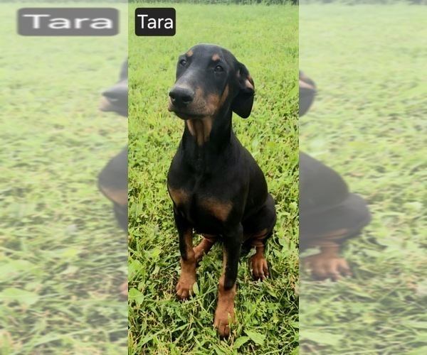 Medium Photo #4 Doberman Pinscher Puppy For Sale in POMEROY, OH, USA