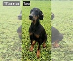 Small #3 Doberman Pinscher