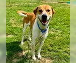 Beagle Walker Coonhound Dogs for adoption in Bristol, CT, USA