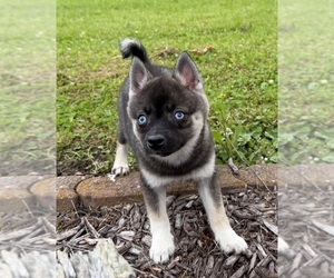 Alaskan Klee Kai-Pomsky Mix Puppy for Sale in ATHENS, Wisconsin USA