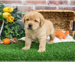 Small #4 Labrador Retriever