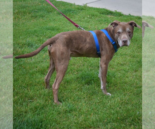 Medium Photo #2 American Staffordshire Terrier-Chocolate Labrador retriever Mix Puppy For Sale in Huntley, IL, USA