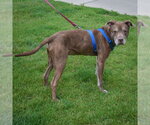 Small #1 American Staffordshire Terrier-Chocolate Labrador retriever Mix