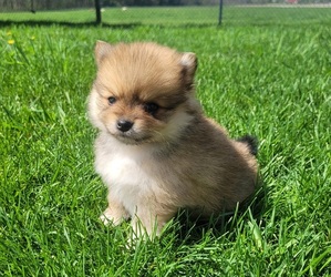 Pomeranian Puppy for sale in ORRVILLE, OH, USA