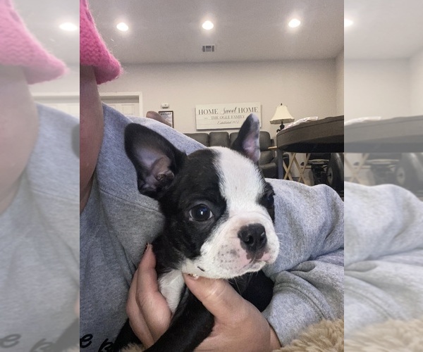 Medium Photo #5 Boston Terrier Puppy For Sale in FREDONIA, KS, USA