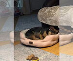 Small #30 Labrador Retriever Mix