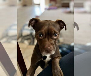 Boston Terrier Dogs for adoption in Menifee, CA, USA