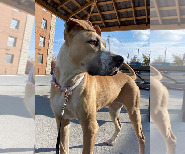 Medium Photo #3 Boxer-Unknown Mix Puppy For Sale in Macon, MO, USA