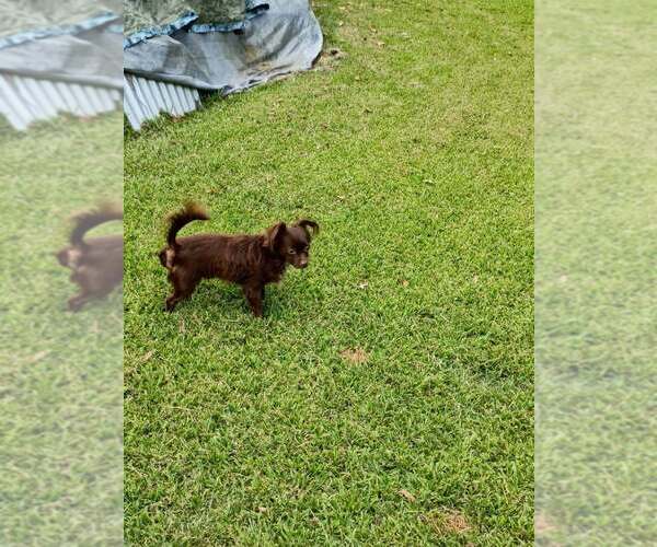 Medium Photo #2 Chihuahua-Unknown Mix Puppy For Sale in Abbeville, LA, USA