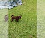 Small #1 Chihuahua Mix
