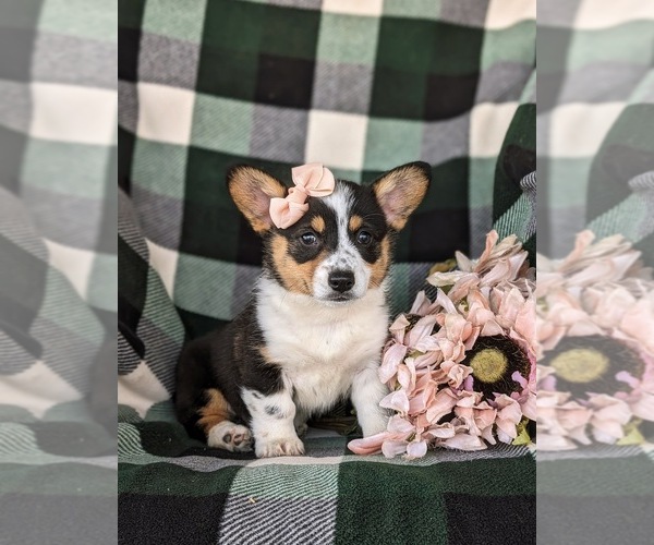 Medium Photo #4 Pembroke Welsh Corgi Puppy For Sale in KIRKWOOD, PA, USA