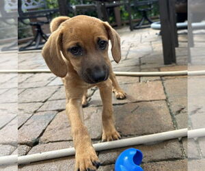 Border Terrier-Unknown Mix Dogs for adoption in Holly Springs, NC, USA