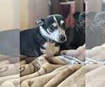 Small Photo #2 Rat-Cha Puppy For Sale in Visalia, CA, USA