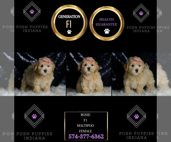Medium Photo #2 Maltipoo Puppy For Sale in WARSAW, IN, USA
