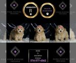 Small #1 Maltipoo