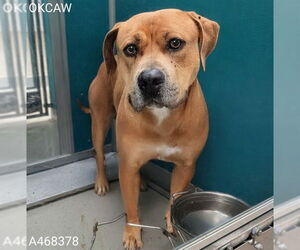 American Bulldog-Unknown Mix Dogs for adoption in Oklahoma City, OK, USA