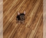 Small Photo #11 Yorkshire Terrier Puppy For Sale in NEVADA, TX, USA
