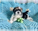 Small Photo #6 Shih Tzu Puppy For Sale in CHARLOTTE, NC, USA