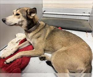 Siberian Husky-Unknown Mix Dogs for adoption in Conroe, TX, USA