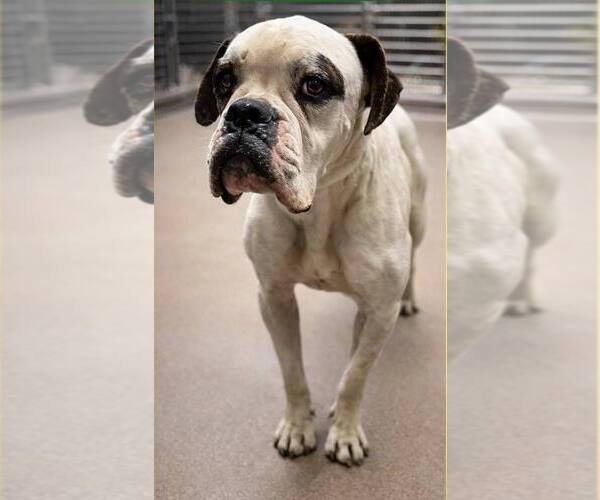 Medium Photo #1 American Bulldog-Unknown Mix Puppy For Sale in New York, NY, USA