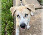 Small Photo #2 Huskies -Labrador Retriever Mix Puppy For Sale in HOUSTON, TX, USA