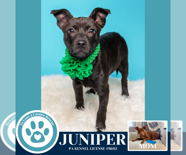 Medium Photo #2 Mutt Puppy For Sale in Kimberton, PA, USA