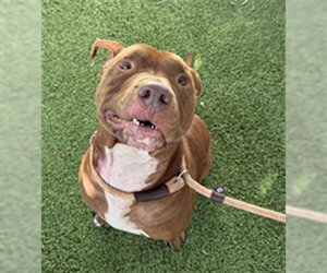 Mutt Dogs for adoption in Sanford, FL, USA