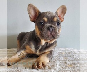 French Bulldog Puppy for sale in GORDONVILLE, PA, USA