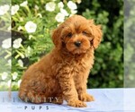 Small #2 Cavapoo