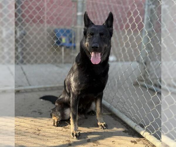 Medium Photo #2 German Shepherd Dog Puppy For Sale in Modesto, CA, USA