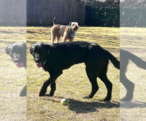 Medium Photo #3 Mutt Puppy For Sale in Dallas, TX, USA